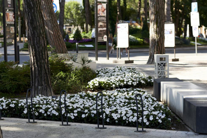 Picture of VIALE MATTEOTTI